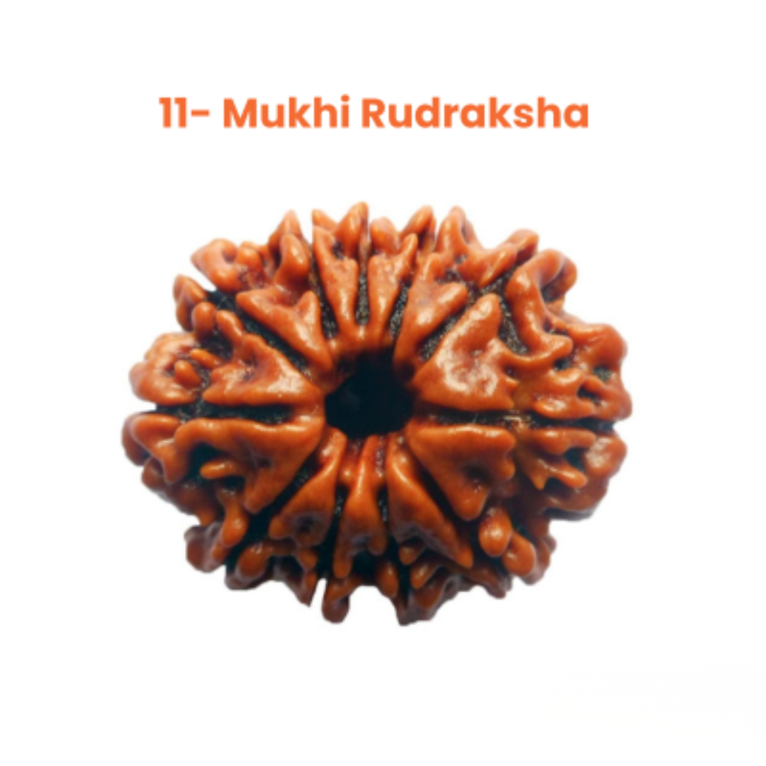 11 Mukhi Lab Tested Certified Rudraksha