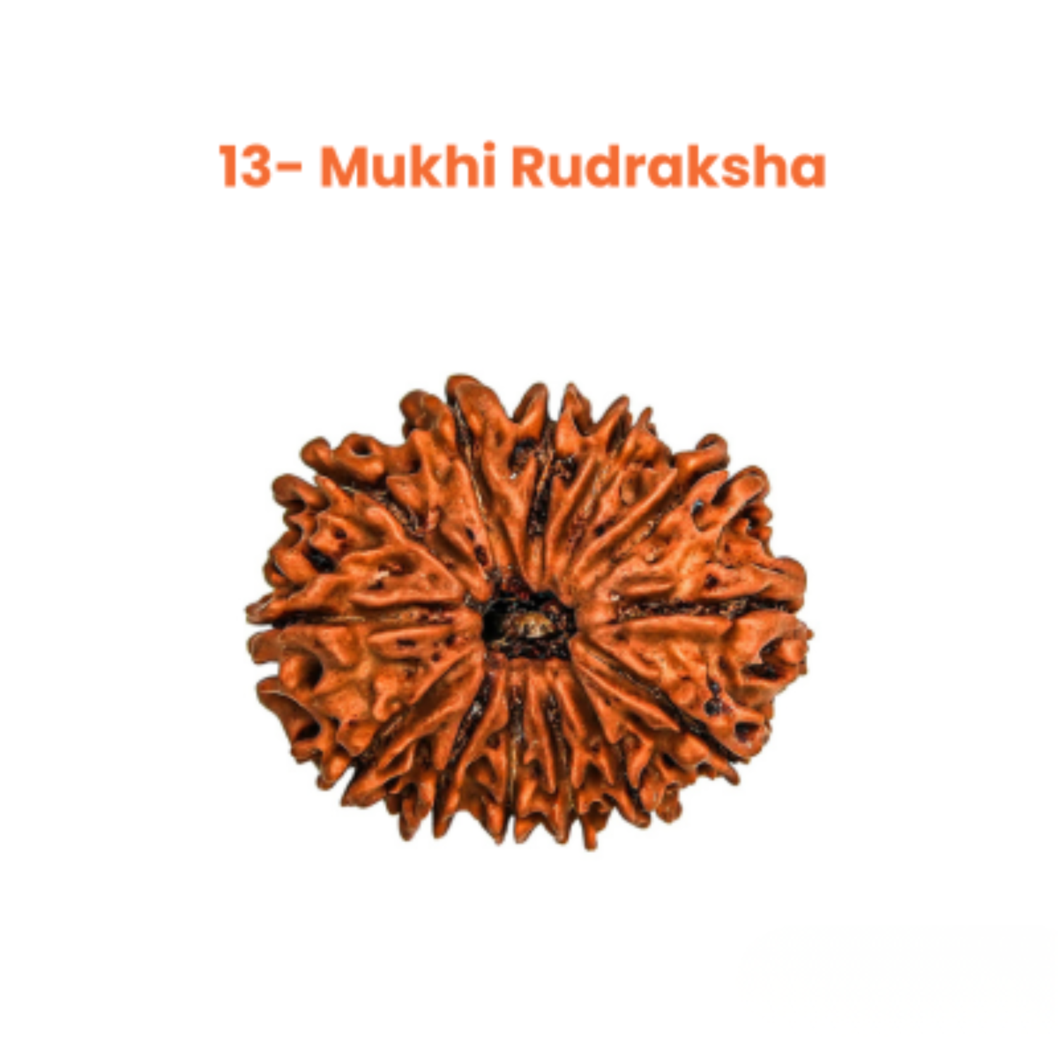 13 Mukhi Lab Tested Certified Rudraksha