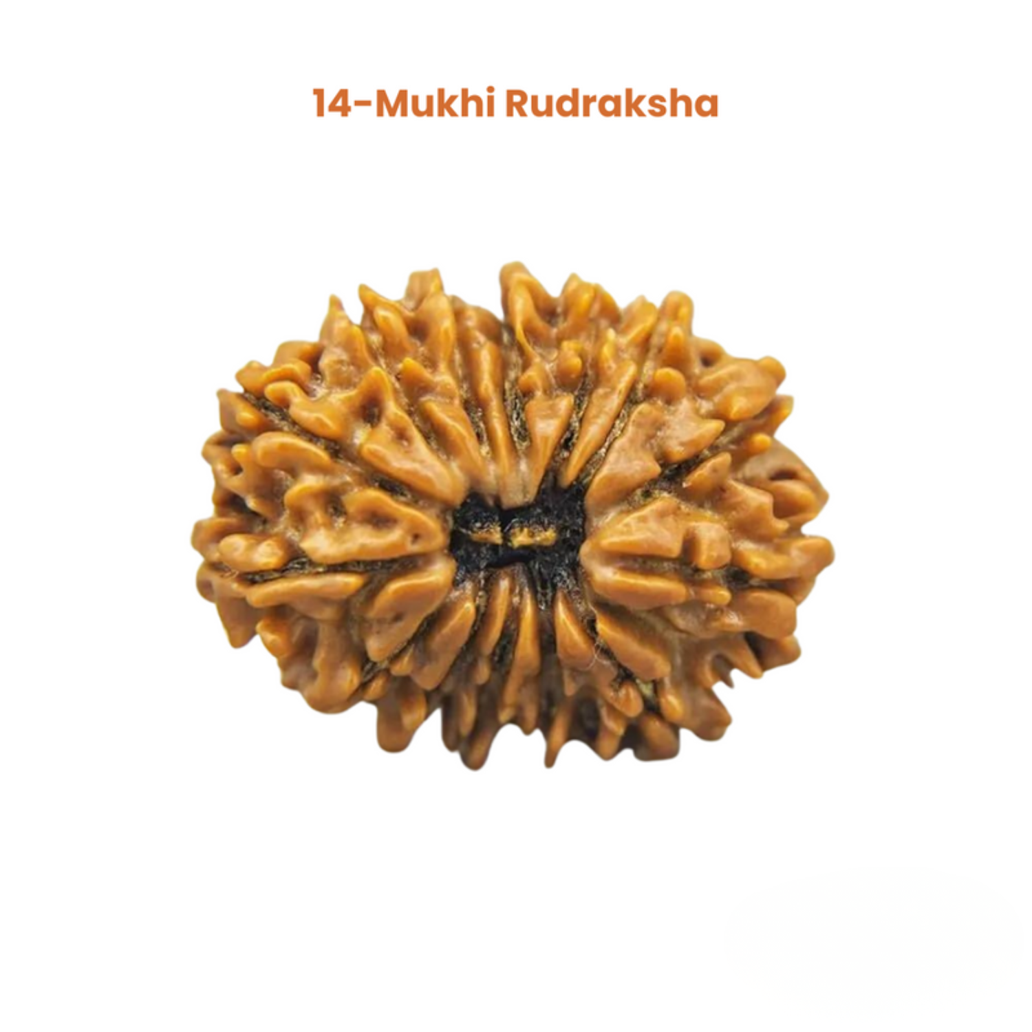 14 Mukhi Lab Tested Certified Rudraksha
