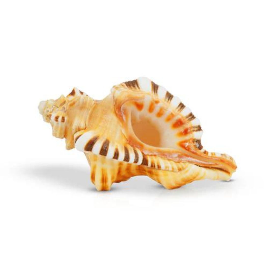 Divine Crystals Ganesh Shankh