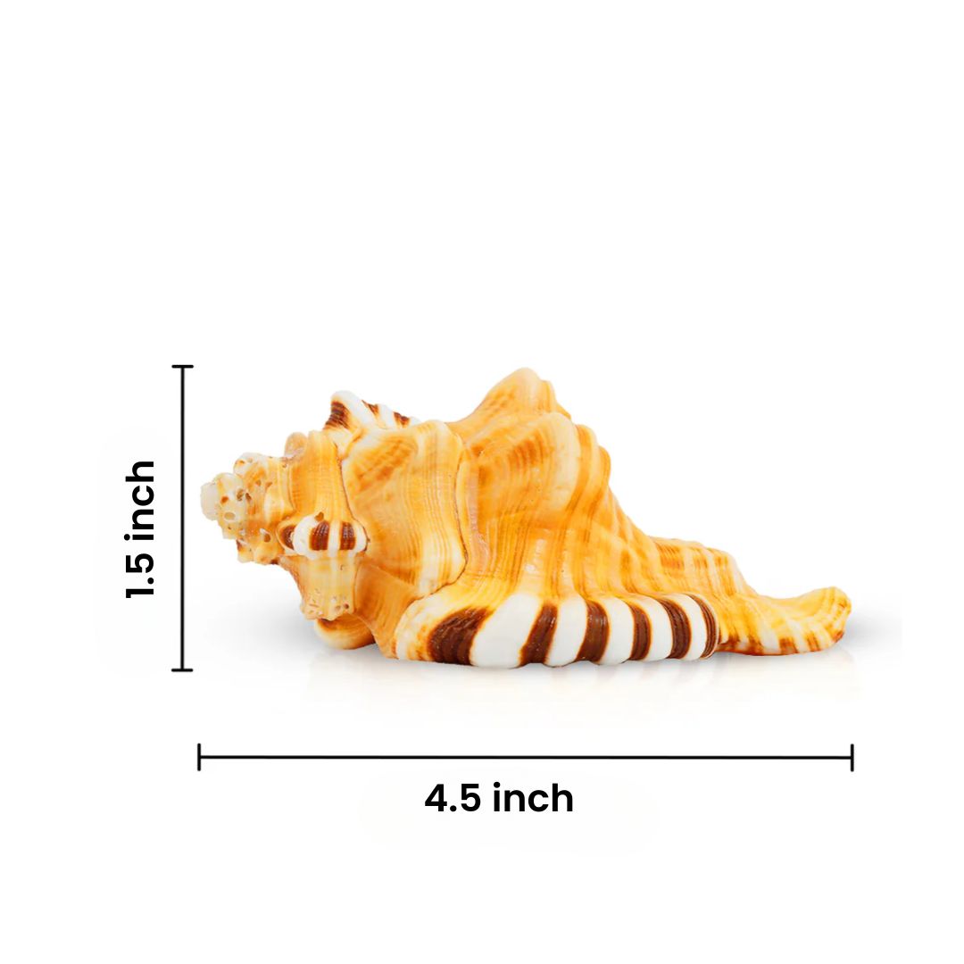 Divine Crystals Ganesh Shankh