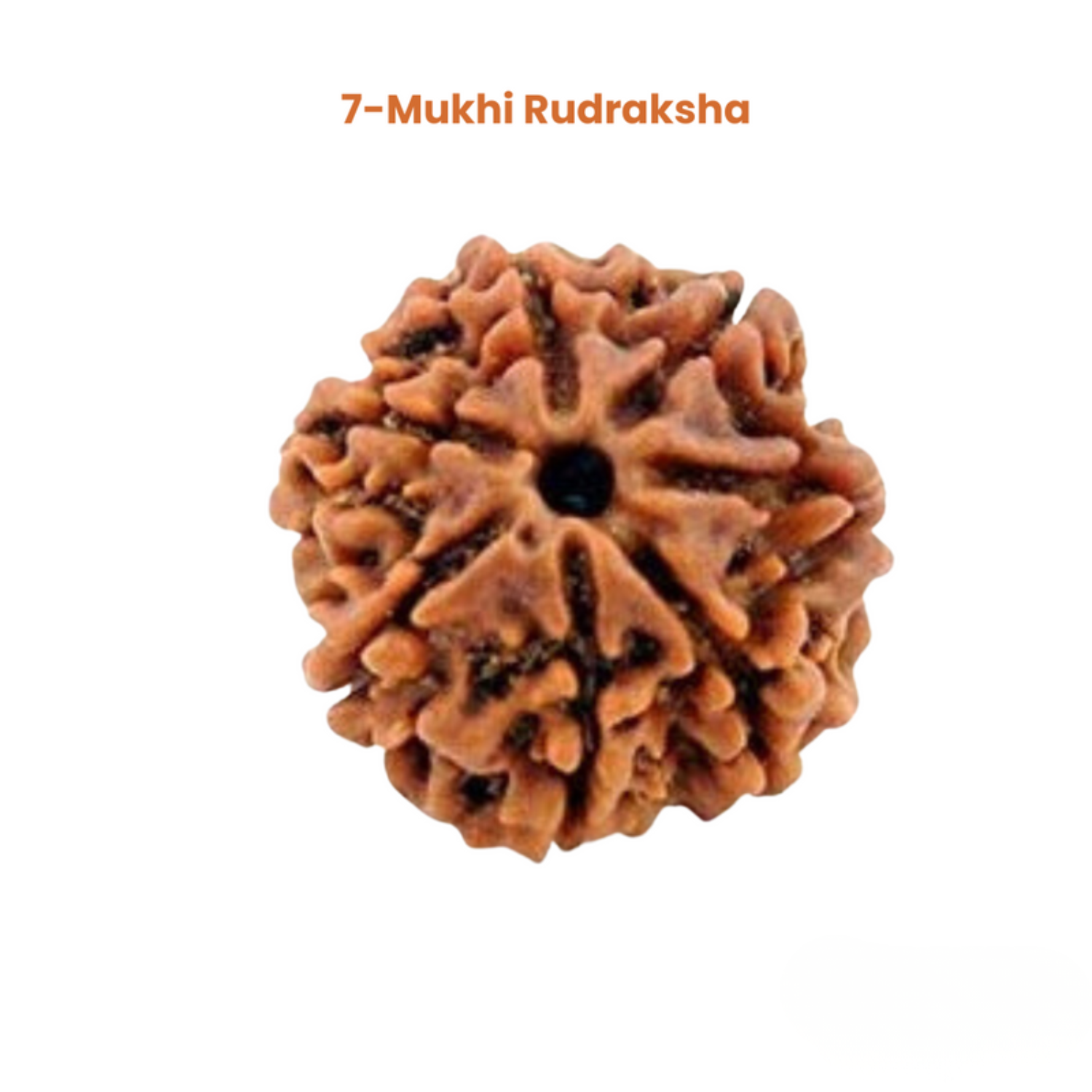 7 Mukhi Lab Tested Certified Nepali Rudraksha