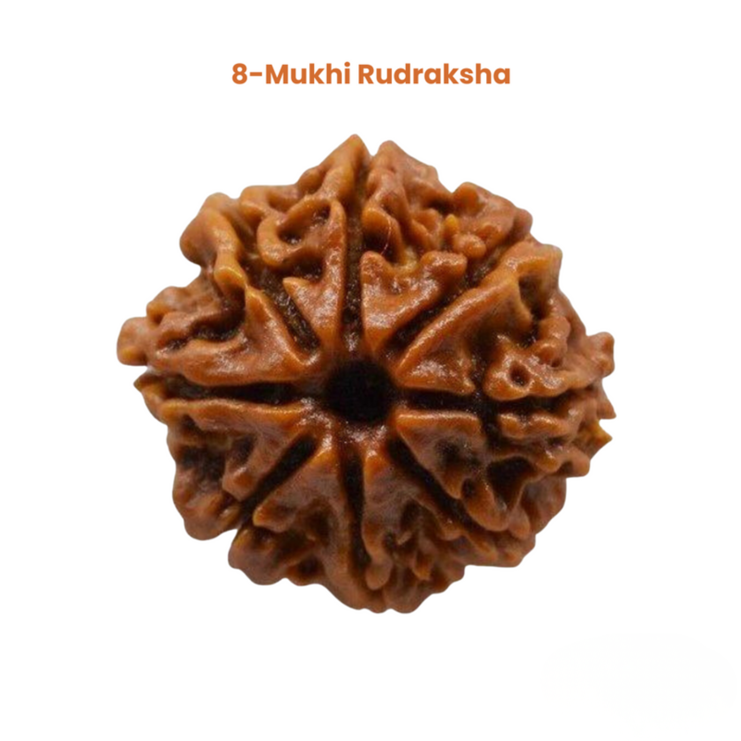 8 Mukhi Lab Tested Certified Rudraksha