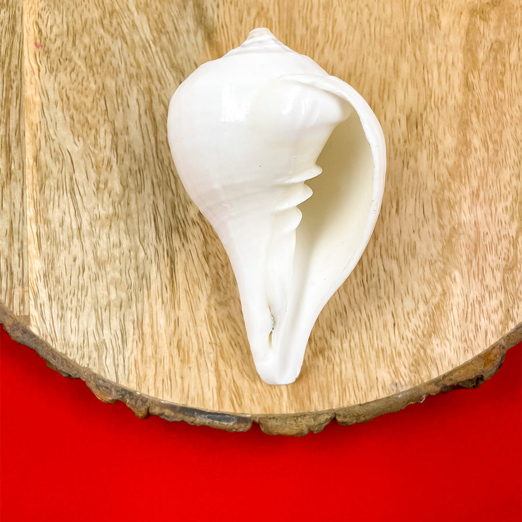 Divine Crystals Jal Shankha