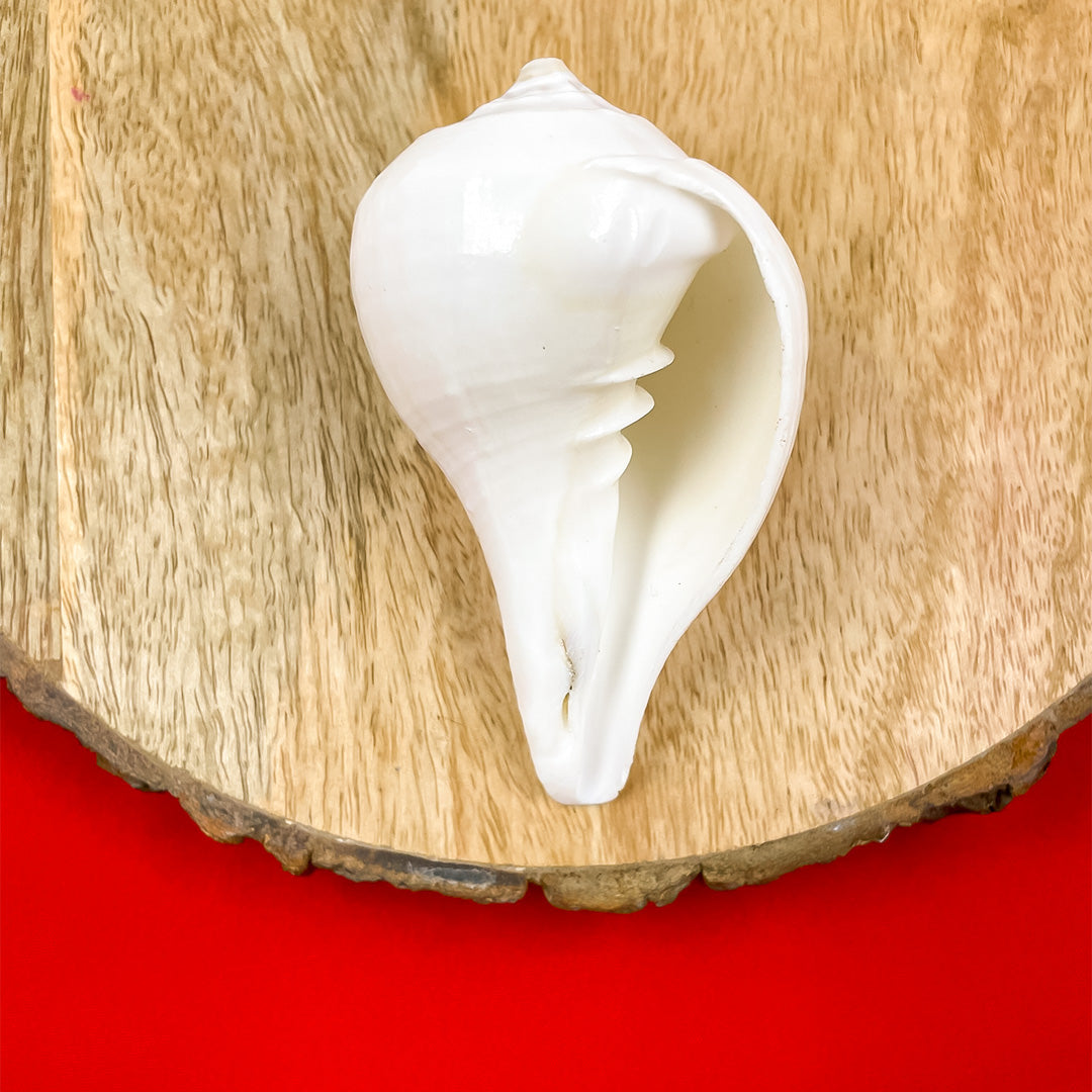 Divine Crystals Jal Shankha