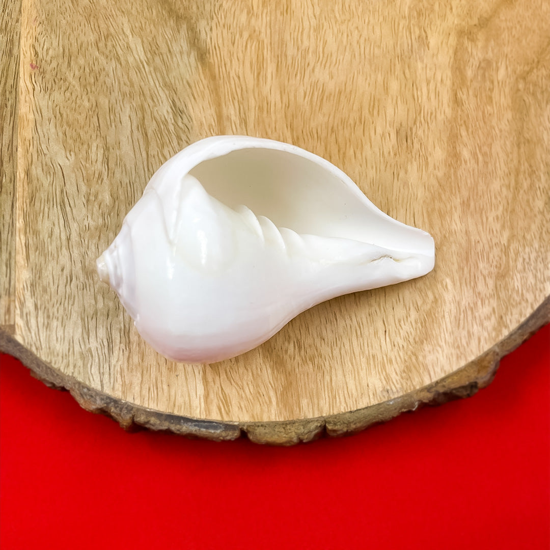 Divine Crystals Jal Shankha